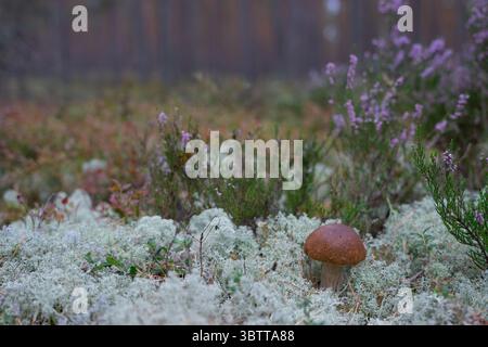 Tra muschio bianco e piante forestali si trova un fungo dalla punta marrone, immerso in una luce naturale soffusa, un momento tranquillo dal sottobosco boschivo dell'Estonia Foto Stock