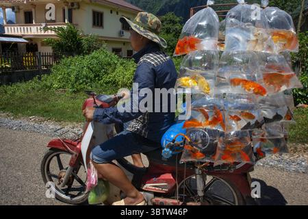 25 agosto 2015, Laos: Un uomo con una moto trasporta pesce in vendita. Vang Vieng Village, Laos (immagine di credito: © Sergi Reboredo/ZUMA Wire) Foto Stock