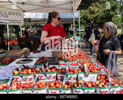 Toronto, Canada. 15 luglio 2025. Un cliente acquista frutta in un mercato agricolo a Toronto, Canada, il 15 luglio 2025. L'indice dei prezzi al consumo (CPI, Consumer Price Index) del Canada è aumentato del 1,9% su base annuale a giugno, rispetto a un aumento del 1,7% a maggio, secondo Statistics Canada martedì. Crediti: Zou Zheng/Xinhua/Alamy Live News Foto Stock