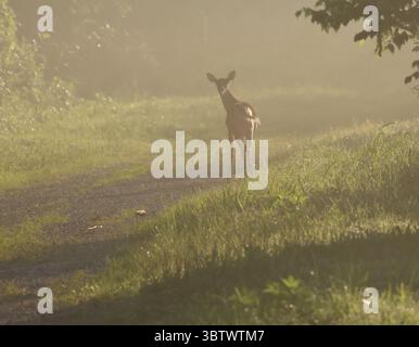 Un giovane cervo fa una pausa su un sentiero nebbioso, scagliando un curioso sguardo attraverso la foschia dorata di un sentiero nella foresta. Foto Stock