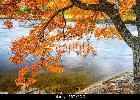 Mississagi River nel tardo autunno, Blind River- Mississauga First Nation , Ontario, Canada Foto Stock