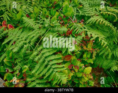 YACHATS, OREGON - 24 giugno 2025 - fronde di felci verdeggianti che si intrecciano intorno alle bacche cremisi, rivelando un lussureggiante paesaggio botanico nella foresta costiera dell'Oregon Cape Foto Stock