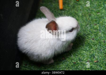 Un piccolo coniglio bianco e una carota si attacca sull'erba verde. Foto Stock