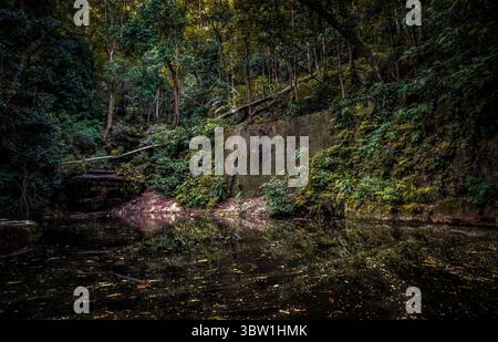Riflessione sulla foresta atlantica a Parque Lage - Rio de Janeiro, Brasile Foto Stock