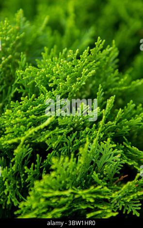 Un vivace primo piano di foglie di pino fresco, che mette in risalto l'intricata texture e le lussureggianti tonalità di verde. Perfetto per gli amanti della natura, temi botanici o eco-fr Foto Stock