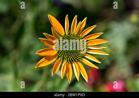 Arancio / oro fiore estivo parzialmente aperto di Echinacea purpurea lacota Yellow o Lakota Yellow, UK Garden luglio Foto Stock