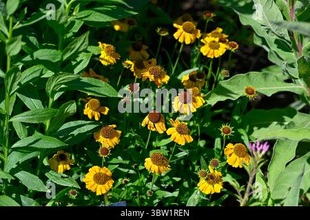 Fiori estivi gialli di starnuti, Helenium Sahin's Early Flowerer UK Garden luglio Foto Stock