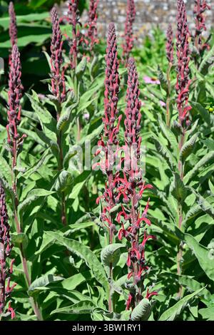 Fiori estivi tubulari rossi di tabacco del diavolo, Lobelia tupa UK Garden luglio Foto Stock