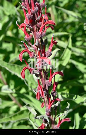 Fiori estivi tubulari rossi di tabacco del diavolo, Lobelia tupa UK Garden luglio Foto Stock