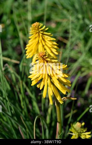 Fiore estivo giallo brillante di poker rosso-caldo, Kniphofia Banana Popsicle UK Garden luglio Foto Stock