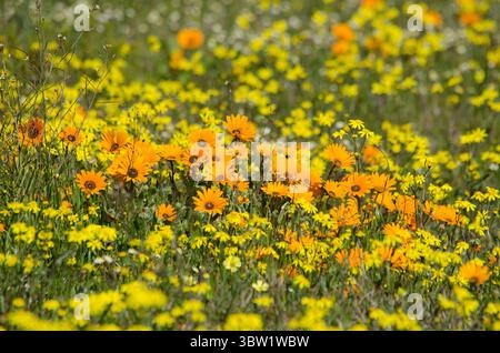 Una vivace esposizione di Cape Daisies arancioni e fiori selvatici gialli copre i campi della West Coast, Western Cape, durante la loro splendida fioritura. Foto Stock