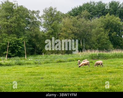Una vista sul prato verde e sulle pecore che mangiano erba Foto Stock