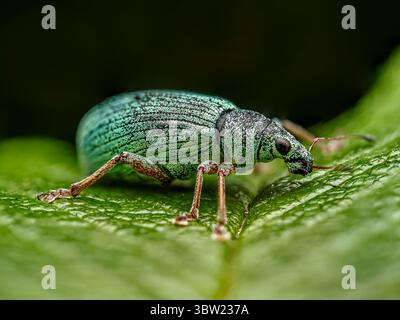 Foto macro di una bellissima foglia di immigrato verde arroccata su una foglia verde Foto Stock