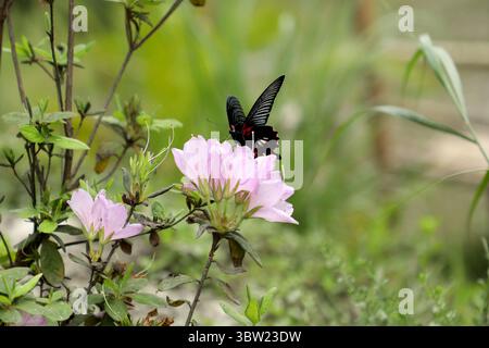 Una splendida farfalla nera si nutre delicatamente di un fiore rosa fiorito in un giardino lussureggiante. Catturando l'essenza dell'armonia della natura, questa foto è perfe Foto Stock