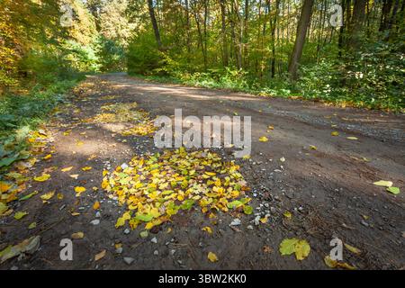 Le foglie cadute in una pozzanghera su una strada sterrata nella foresta, una soleggiata giornata di ottobre nella Polonia orientale Foto Stock
