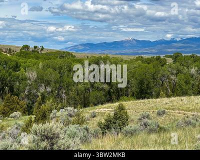 Una vista panoramica di una vasta prateria all'inizio dell'estate, con macchia di sapone e alberi verdi che si estendono verso le lontane montagne innevate sotto una parzialmente nuvola Foto Stock