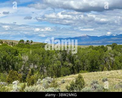 Una vista panoramica di una vasta prateria all'inizio dell'estate, con macchia di sapone e alberi verdi che si estendono verso le lontane montagne innevate sotto una parzialmente nuvola Foto Stock