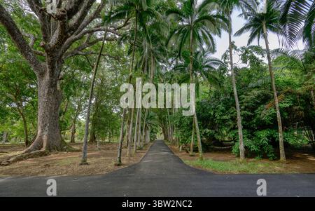 Pamplemousses, Mauritius - 25 giugno 2025 : Una vista su sentieri e alberi al Sir Seewoosagur Ramgoolam Botanic Garden Foto Stock