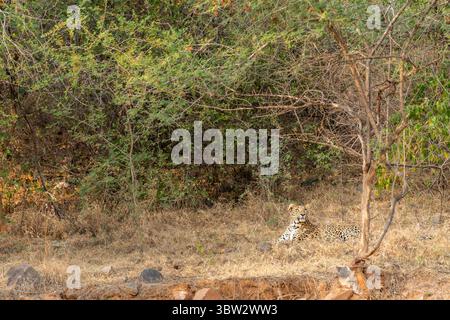 Selvaggia e sfuggente leopardo indiano o pantera o panthera pardus seduto sull'erba durante la stagione invernale safari nella riserva forestale dell'india Foto Stock