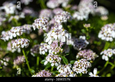 Fiori di Iberis "ghiaccio rosa" Foto Stock