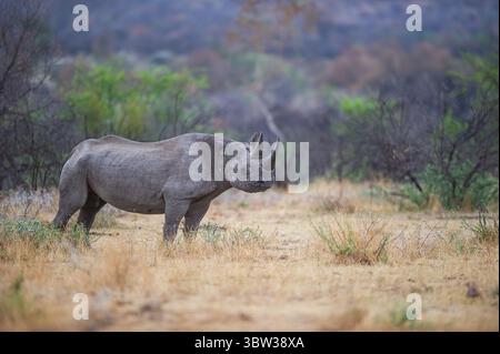 Un rinoceronte nero (Diceros bicornis) che cammina nel Bush africano Foto Stock