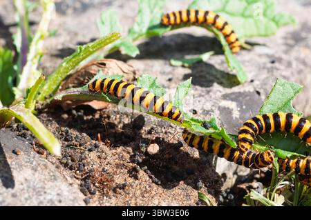 I caterpilari di cinabro sono facilmente identificabili dai loro corpi a strisce nere e gialle, una colorazione che avverte i predatori della loro tossicità. Foto Stock