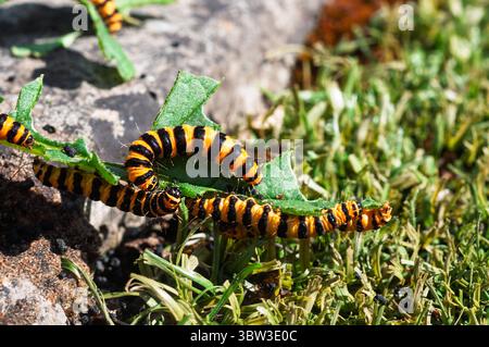 I caterpilari di cinabro sono facilmente identificabili dai loro corpi a strisce nere e gialle, una colorazione che avverte i predatori della loro tossicità. Foto Stock