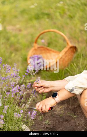 Taglio a mano di fiori di lavanda con forbici in un campo, fiori freschi e profumati Foto Stock