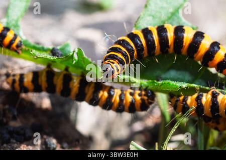 I caterpilari di cinabro sono facilmente identificabili dai loro corpi a strisce nere e gialle, una colorazione che avverte i predatori della loro tossicità. Foto Stock