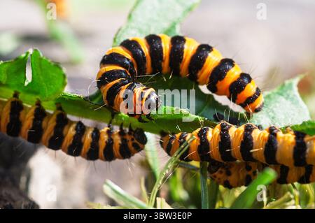 I caterpilari di cinabro sono facilmente identificabili dai loro corpi a strisce nere e gialle, una colorazione che avverte i predatori della loro tossicità. Foto Stock