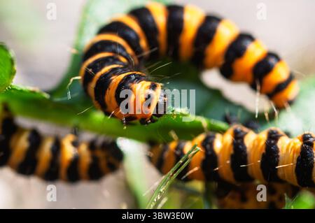 I caterpilari di cinabro sono facilmente identificabili dai loro corpi a strisce nere e gialle, una colorazione che avverte i predatori della loro tossicità. Foto Stock