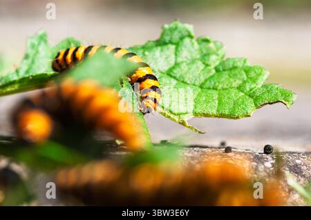 I caterpilari di cinabro sono facilmente identificabili dai loro corpi a strisce nere e gialle, una colorazione che avverte i predatori della loro tossicità. Foto Stock
