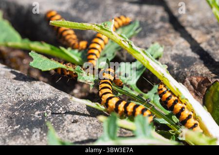 I caterpilari di cinabro sono facilmente identificabili dai loro corpi a strisce nere e gialle, una colorazione che avverte i predatori della loro tossicità. Questa tossica Foto Stock