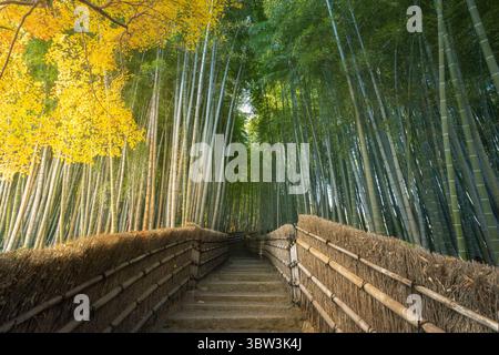Vista dei gradini di pietra che salgono attraverso una vibrante foresta di bambù, dove le foglie dorate incontrano i torreggianti gambi verdi, creando un percorso tranquillo, Kyoto, Kyoto, Giappone. Foto Stock