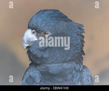 Vista ravvicinata di un cockatoo nero dalla coda rossa (Calyptorhynchus banksii) Foto Stock