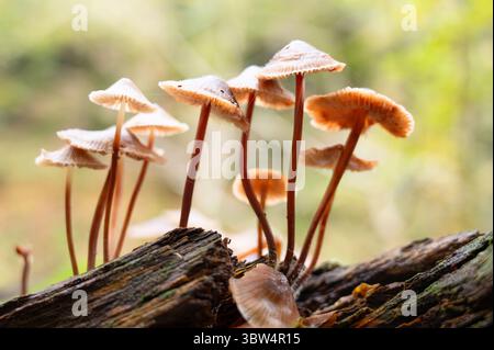 I funghi Bleeding Fairy Helmet Grow on Dead Wood, Tree Trunk, Mycena Haematopus, Burgundydrop Bonnet, Autumn Forest, Mullerthal, Lussemburgo Foto Stock