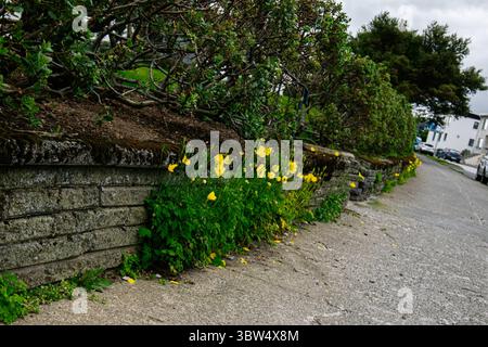 Vibranti fiori gialli che crescono accanto a un muro di pietra sotto il cielo coperto a Reykjavik, Islanda Foto Stock