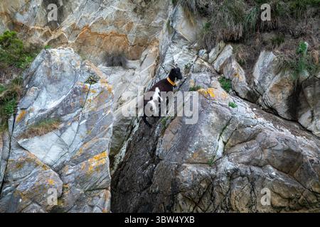 Capra di montagna arroccata sulla scogliera rocciosa circondata da vegetazione e terreno rugginito Foto Stock