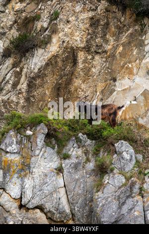 Capra di montagna arroccata sulla scogliera rocciosa circondata da vegetazione e terreno rugginito Foto Stock