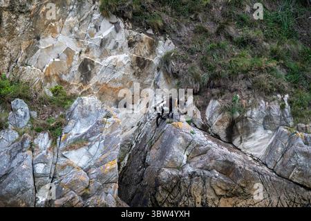 Capra di montagna arroccata sulla scogliera rocciosa circondata da vegetazione e terreno rugginito Foto Stock