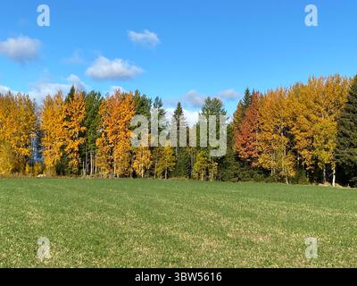 Alberi autunnali colorati si stagliano in un campo sotto un bellissimo cielo blu luminoso. Foto Stock