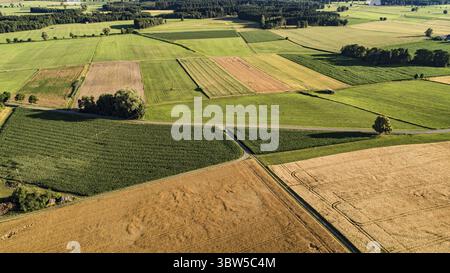 Vista aerea dei campi di grano ad ovest di Augusta, Baviera, Germania Foto Stock