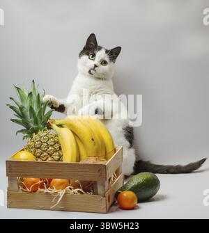 Piccolo gattino con pelliccia bianca e nera e occhi verdi con frutta esotica ananas banana, cocco, avocado e arancia Foto Stock