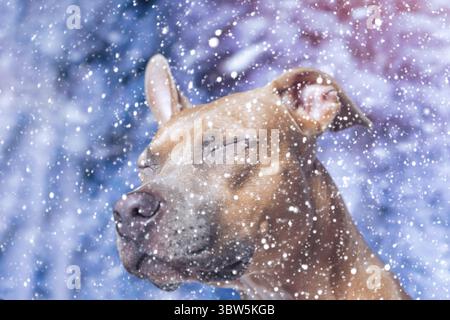 Il cane Staffordshire Terrier, dai capelli rossi e dai capelli lisci, ha sbattuto e si è allontanato dalla nevicata Foto Stock