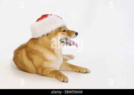 Il cane shiba inu seduto carino sul cappello di babbo natale ha tirato fuori la lingua divertente Foto Stock