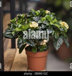 Gardenia pianta con fiore giallo Foto Stock