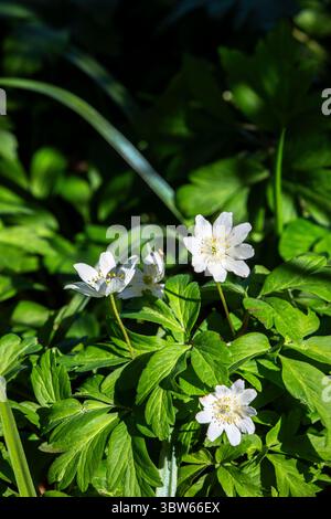 anemone di legno Foto Stock