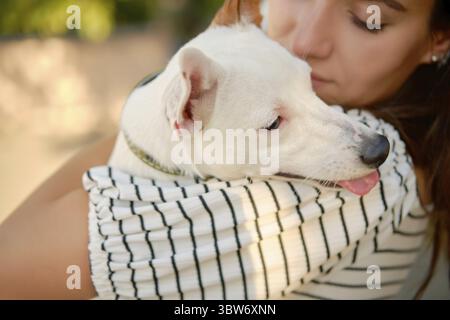 Instancabile cane Parson Russell Terrier razza in un collare è seduta sul suo proprietario mani in un parco verde. Cucciolo bianco con un orecchio marrone. Orario estivo o essere Foto Stock