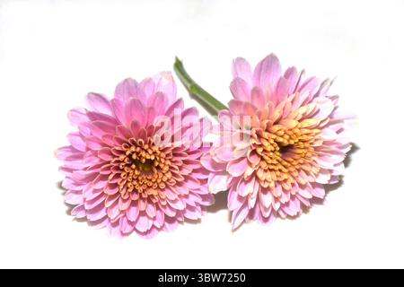 Crisantemo rosa fiori su sfondo bianco Foto Stock