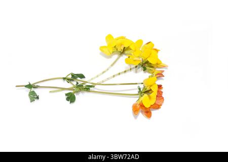 Fiori gialli di loto corniculatus, con piede di uccello comune, isolati su sfondo bianco Foto Stock